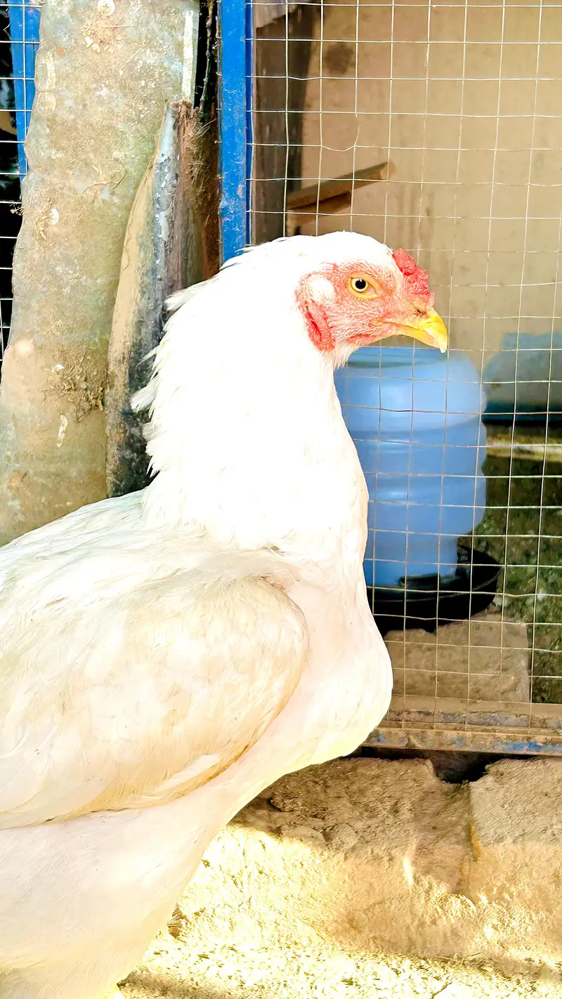 Heera Maadi For Sale — photo 2
