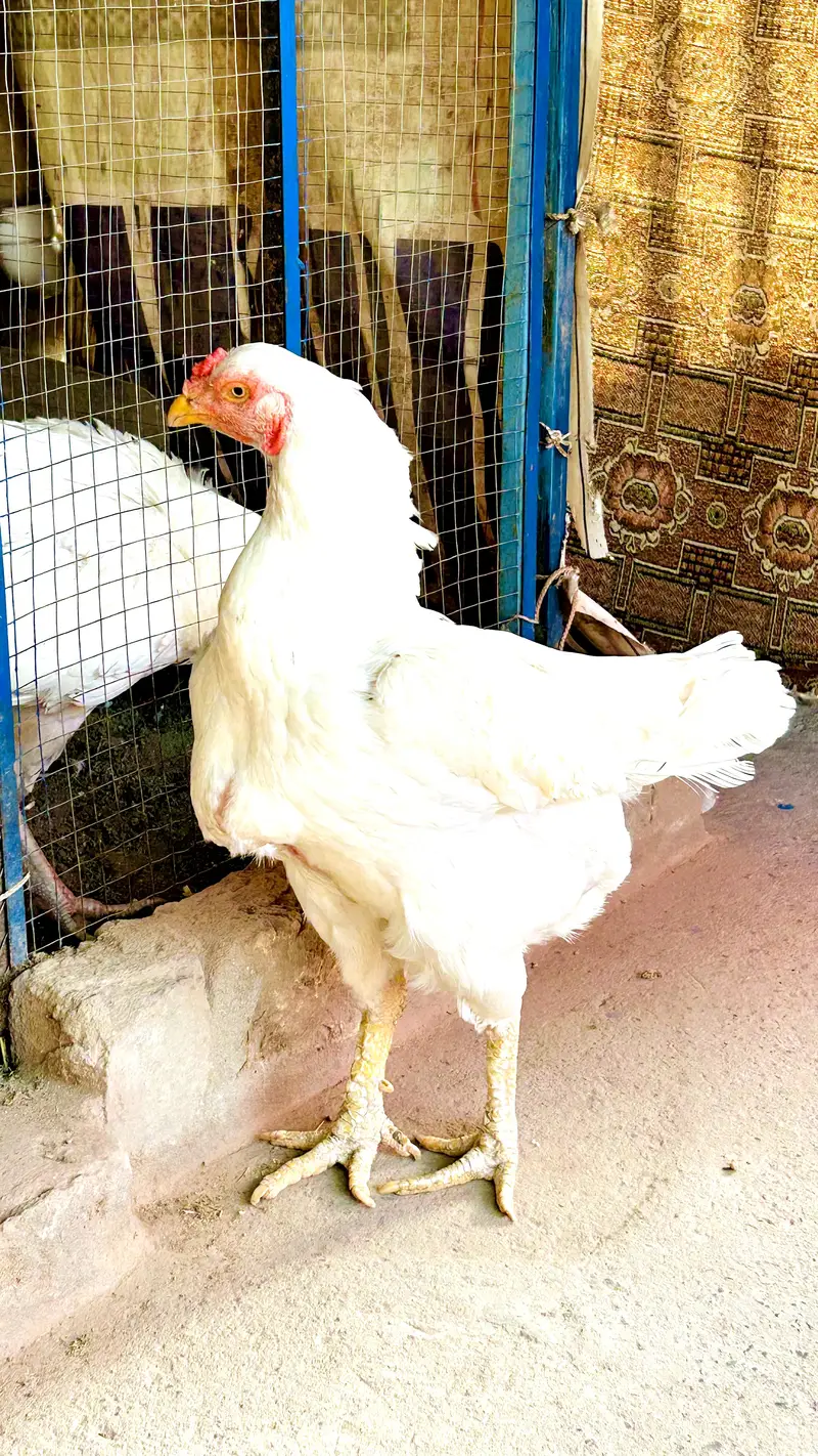 Heera Maadi For Sale — photo 3