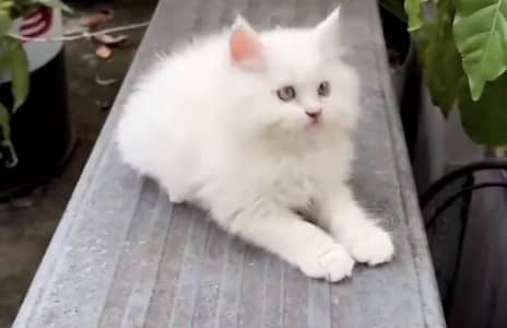 Quality Persian Punchface cat & kitten. moreWhatsApp 03314668314