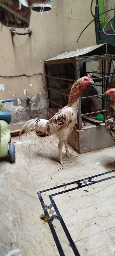 urgent sale