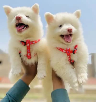 Russian puppy dog for sale only Whatsapp number 03023965616