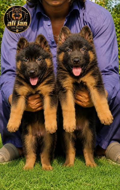 German Shepherd | German Shepherd puppies pair | long coat | Gsd dog