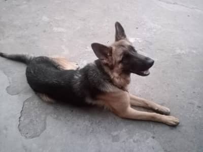 Female GSD for sale
