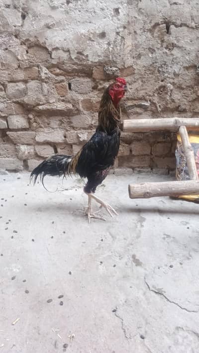 asli kolangi chrg