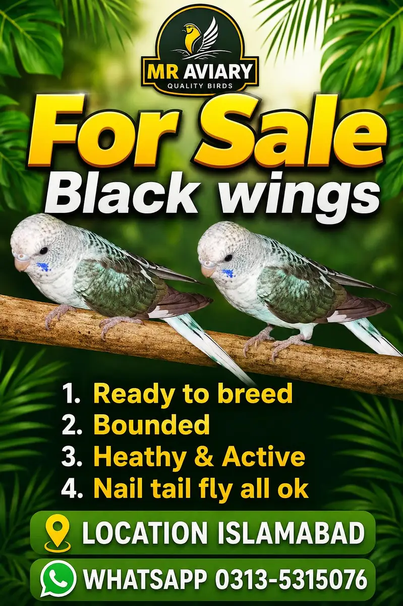 Beautifully ready to breed Pairs Black Face Black wings — photo 5