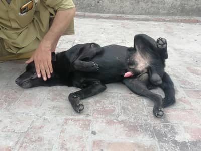 Labrador Dog