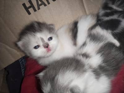 Persian kittens