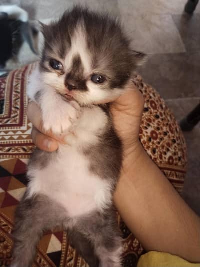 Persian kittens
