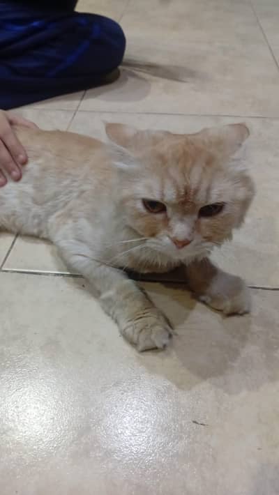 Persian Cat for Sale Fully Vaccinated