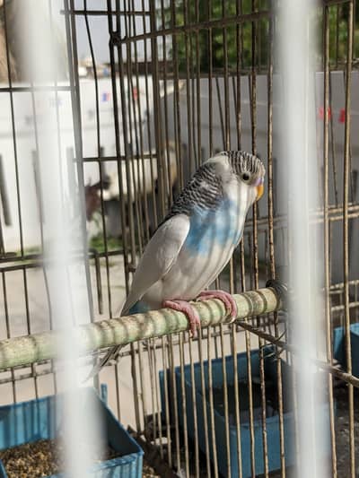 Healthy and beautiful home breed budgies for sale