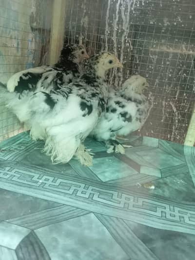 molted bantam for sale