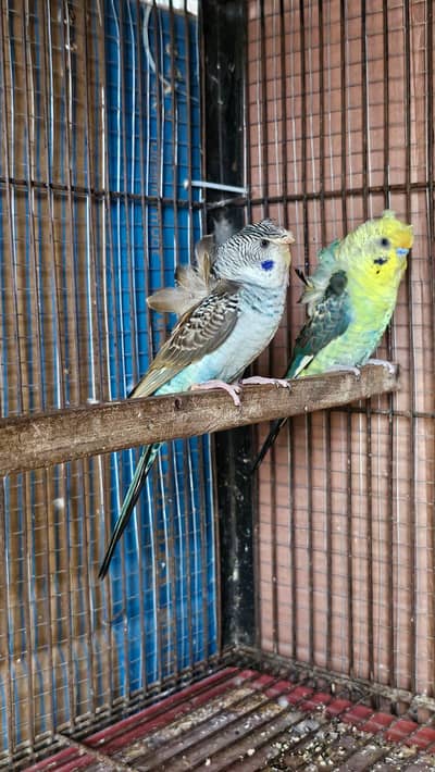 black wing hogo top quality double flower