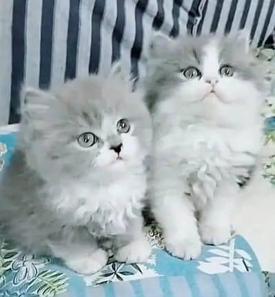 Persian kitten triple Cot for sale. My WhatsApp 03444548868