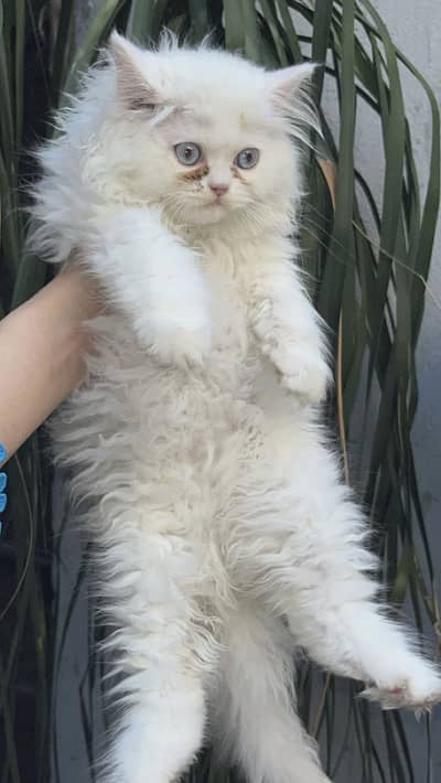 Kitten for sale