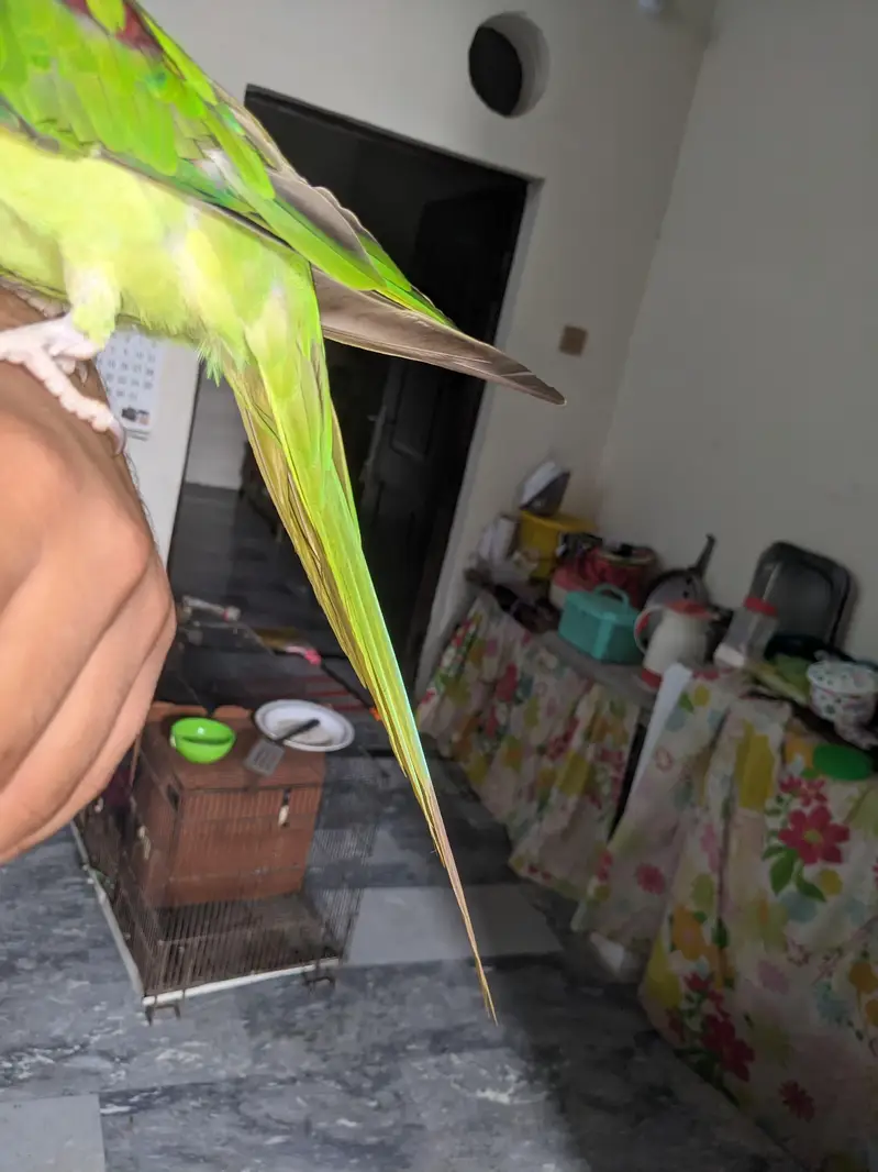 Kashmir raw parrot age 11 months