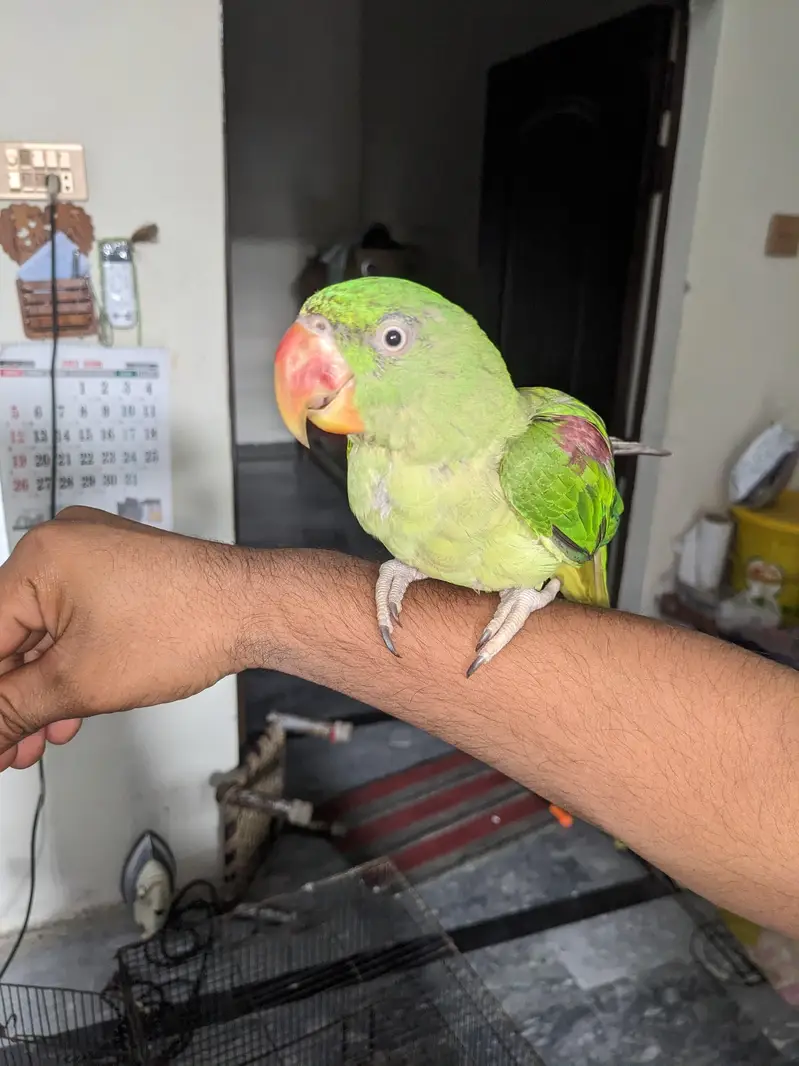 Kashmir raw parrot age 11 months — photo 2