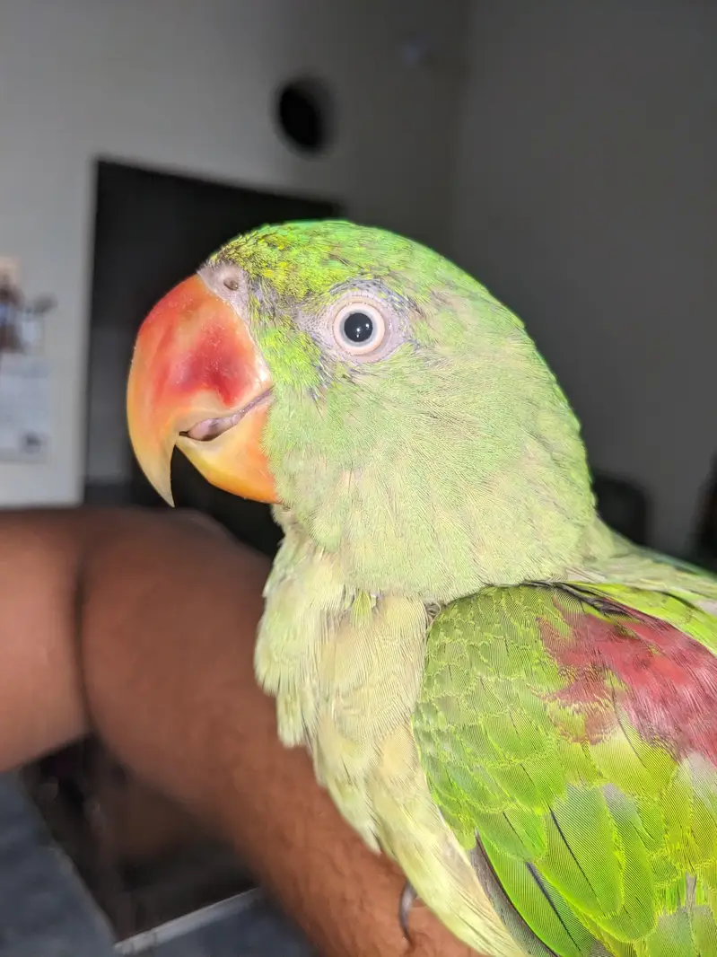 Kashmir raw parrot age 11 months — photo 3