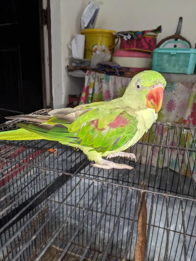 Kashmir raw parrot age 11 months — photo 4