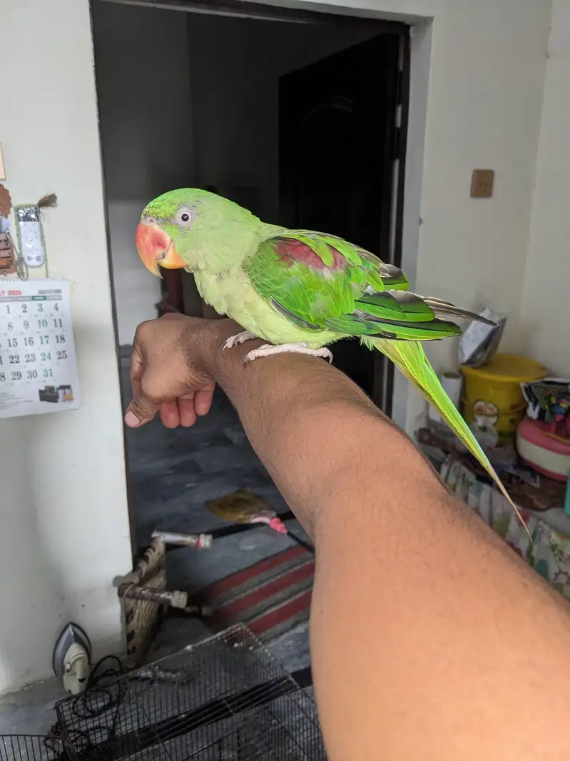 Kashmir raw parrot age 11 months — photo 5