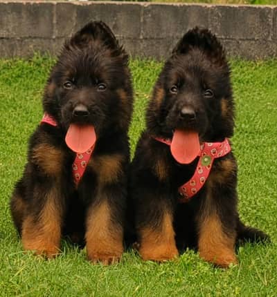 German Shepherd dog | German Shepherd puppies | Gsd for sale