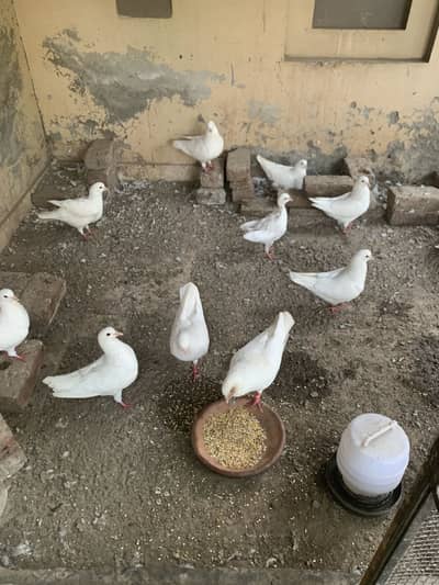 American white pigeon