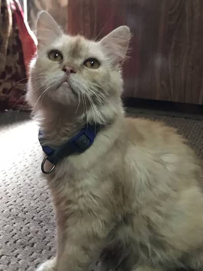 Beautiful cat