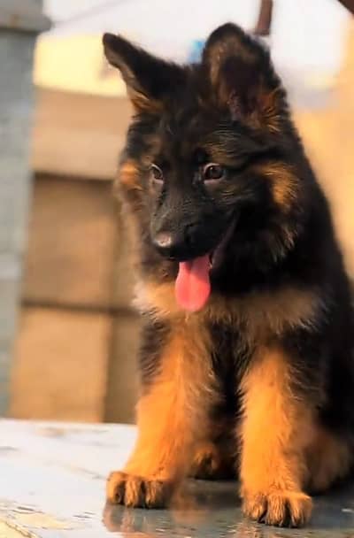 Long coat German puppy Shepherd . 03473164908 WhatsApp