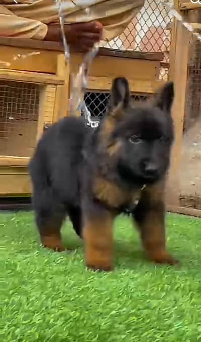 Long coat German puppy Shepherd . 03473164908 WhatsApp