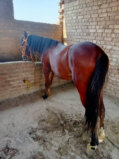 Horse for Sale