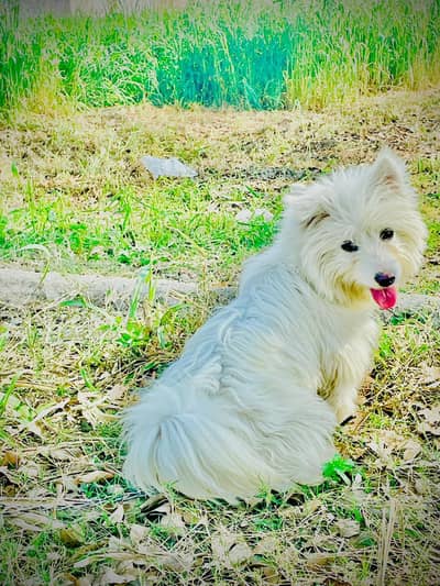Russian puppy dog WhatsApp 03 435222176