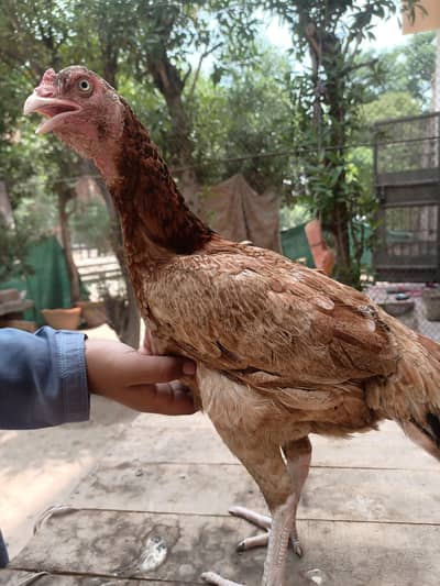 aseel female brader