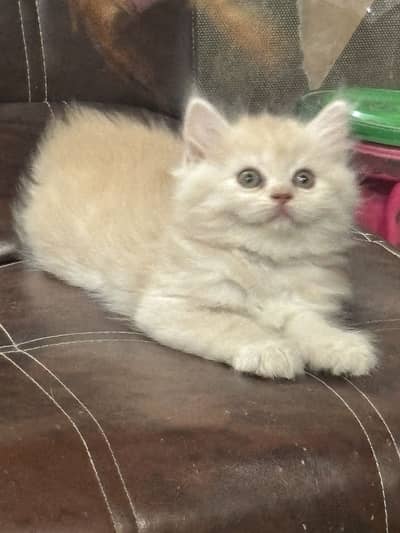 Tripple coated Punched face Persian kittens