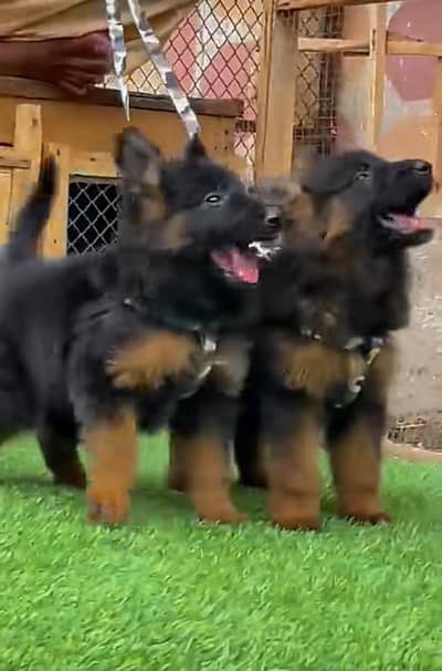 Long coat German puppy Shepherd . 03473164908 WhatsApp