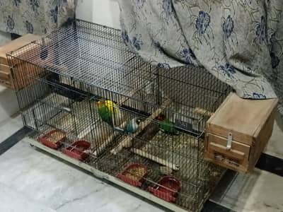 Beautiful pairs of love birds