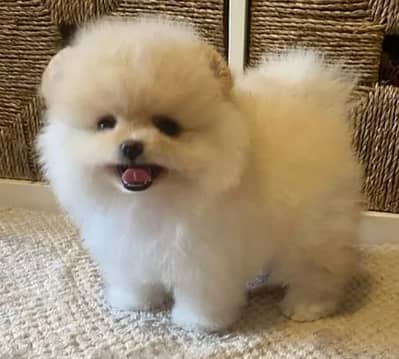 Pomeranian puppies 93@330*540*6115