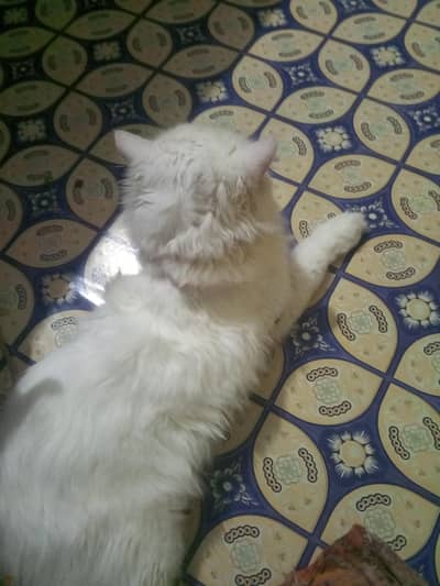 asslam o alikum this is my pet is 4 month kitten baby and