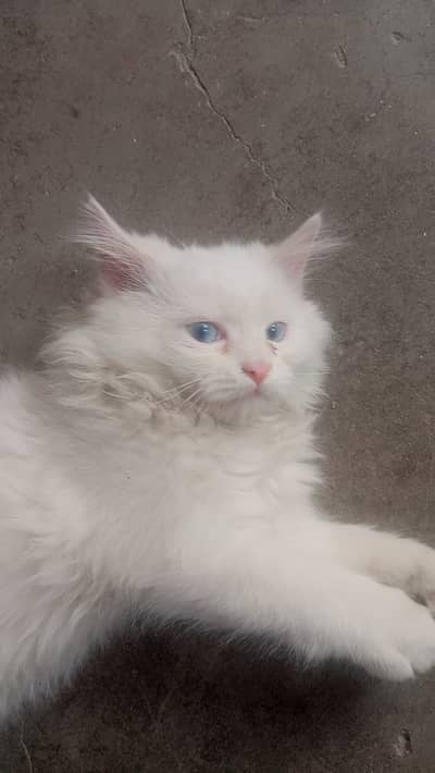 Purebred Male Persian Kitten – 4 Months Old
