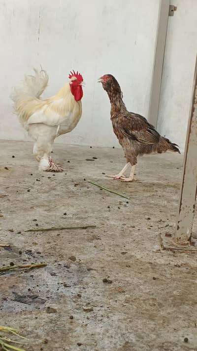 Light Brahma and aseel pair