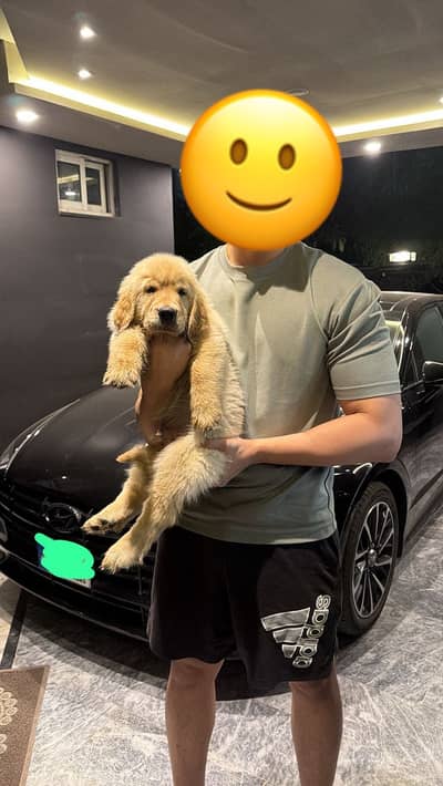 GOLDEN RETRIEVER MALE