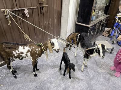 Barbari goat taddy bakriyan
