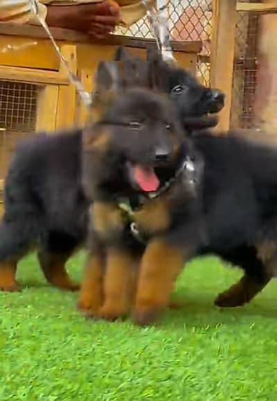 Long coat German puppy Shepherd . 03473164908 WhatsApp