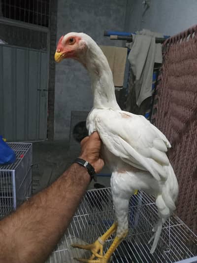 pure white o shamo 3 male 1 female and  2 black