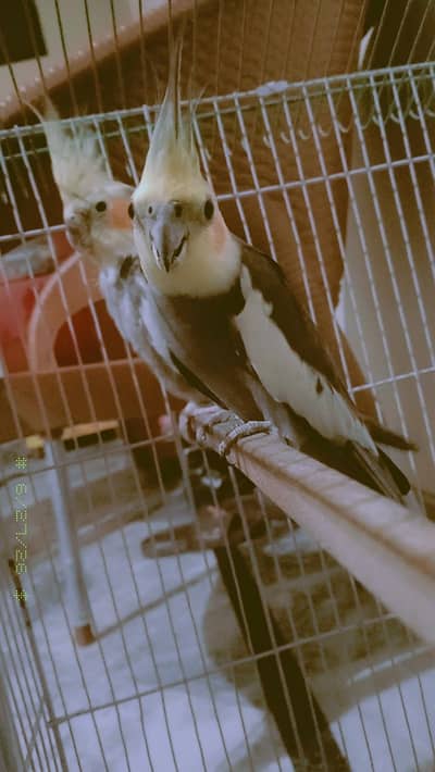 parrot 