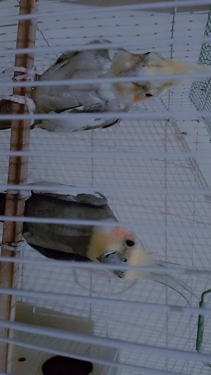 parrot  1