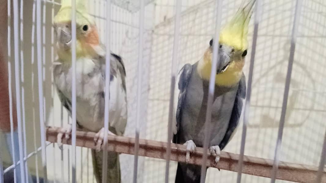 parrot  2