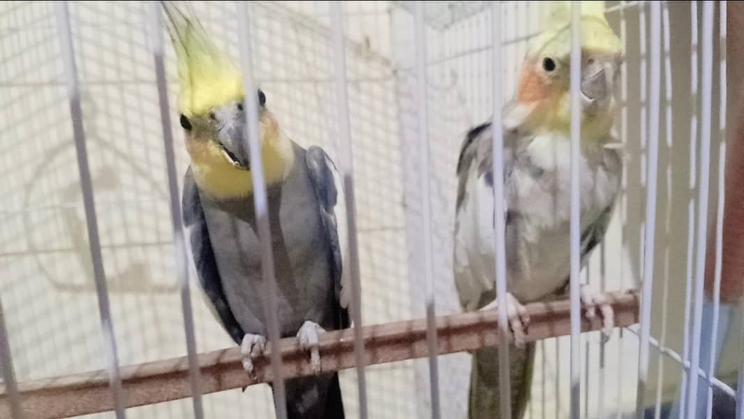 parrot  3