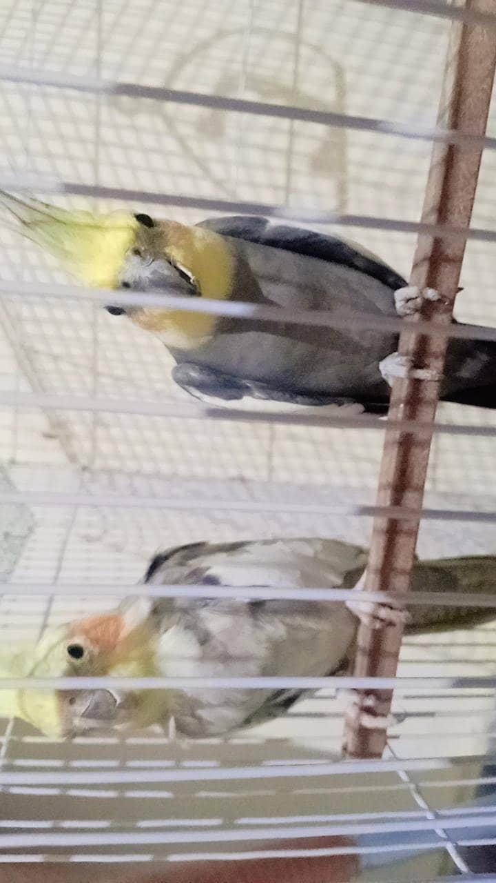 parrot  4