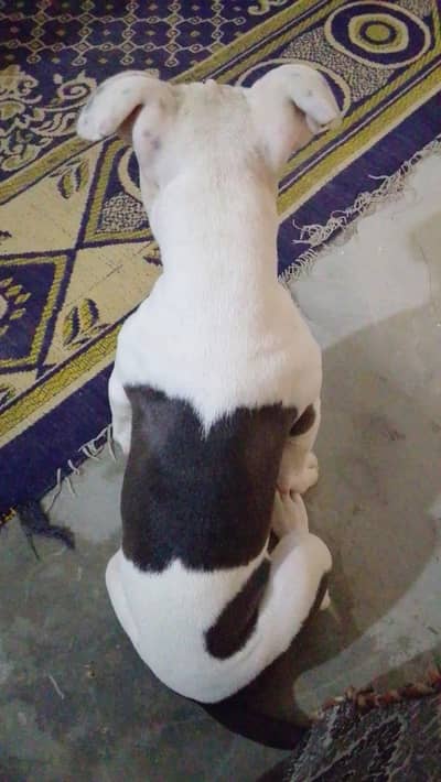 Pitbull