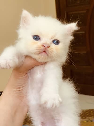 Persian kittens pair in triple coat