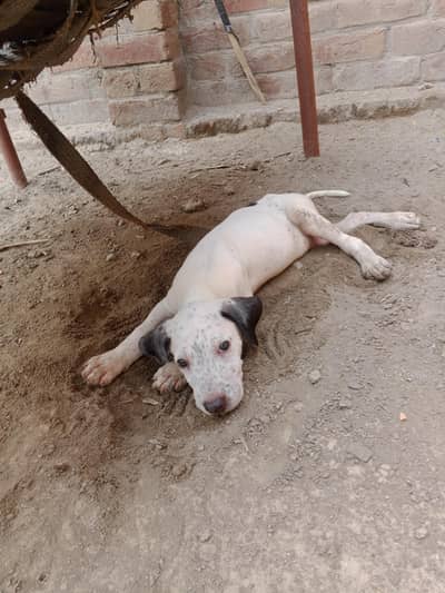pure gultair ha Allhahumdollia home breed ha